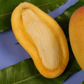 Grafted Orange Sherbet Mango Tree - 1 Ft Tall - Sweet Citrus Flavor - Mangifera indica - Live Plant in 6" Pot