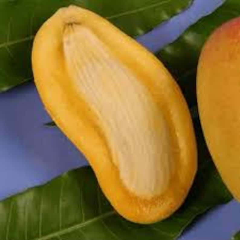 Grafted Orange Sherbet Mango Tree - 1 Ft Tall - Sweet Citrus Flavor - Mangifera indica - Live Plant in 6" Pot