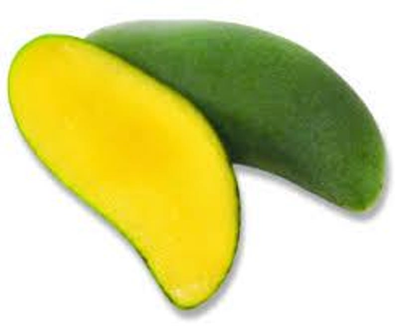 Grafted Keo Savoy Mango Tree - 1 ft Tall Live Plant - Firm Yellow Flesh - Mangifera indica