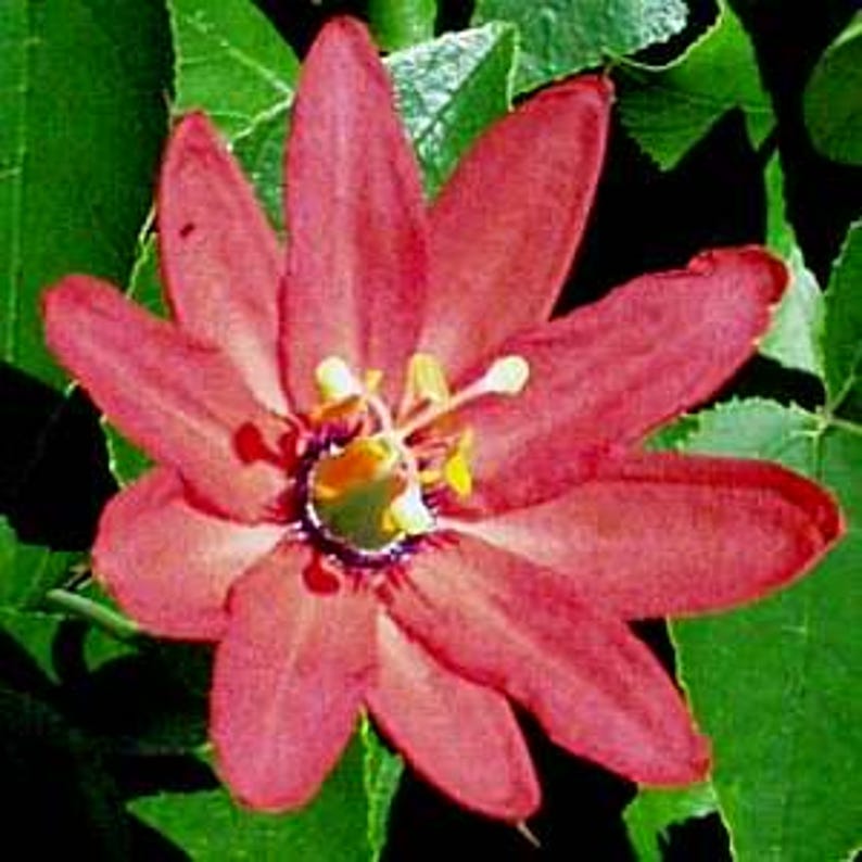Passion Vine Plant - 6" Pot - Coral Sea Variety - Lush Green Leaves, Coral-Pink Flowers - Passiflora 'Coral Sea'