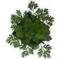 Organic Feverfew Plant in 2.5 Inch Pot - Tanacetum parthenium - Heirloom Herb for Natural Remedies and Gardens