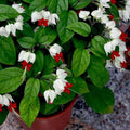 White-Red Bleeding Heart Vine - 6" Pot - Clerodendrum thomsoniae - Ideal for Indoor/Outdoor - Beautiful Exotic Blooms