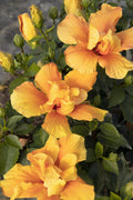 Live Kona Improve Hibiscus Plant 1-2ft Golden Yellow Blooms with Orange-Red Throats (Hibiscus rosa-sinensis) in 1 Gallon Pot