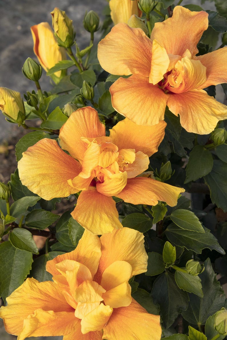 Live Kona Improve Hibiscus Plant 1-2ft Golden Yellow Blooms with Orange-Red Throats (Hibiscus rosa-sinensis) in 1 Gallon Pot