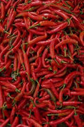 Thai Hot Pepper Plant in 3” Pot - Capsicum annuum - Live Chili Pepper for Spicy Garden Enthusiasts