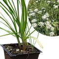 Organic Garlic Chives Plant 2.5-Inch Pot Allium tuberosum Perennial Herb for Food Forest Edible Flowers