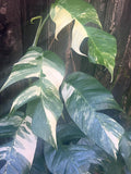 Epipremnum Pinnatum Albo Variegated Plant in 4" Pot - Variegated Dragon Tail, Tropical Indoor Houseplant, Air Purifying Plant