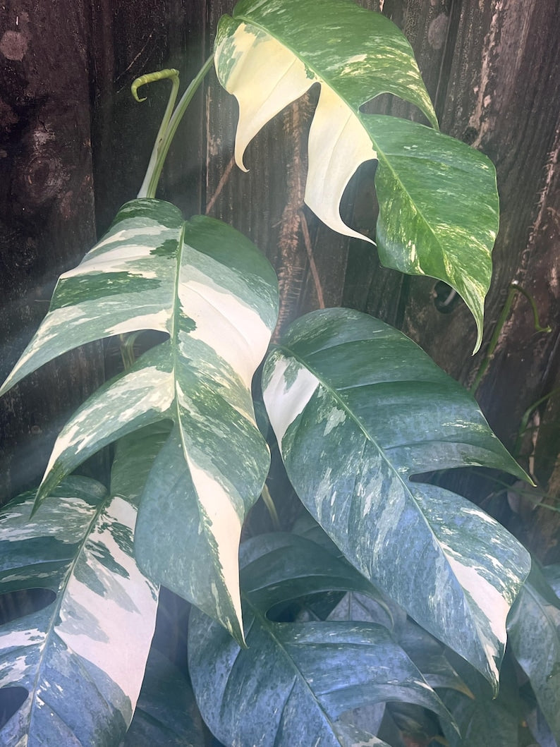 Epipremnum Pinnatum Albo Variegated Plant in 4" Pot - Variegated Dragon Tail, Tropical Indoor Houseplant, Air Purifying Plant