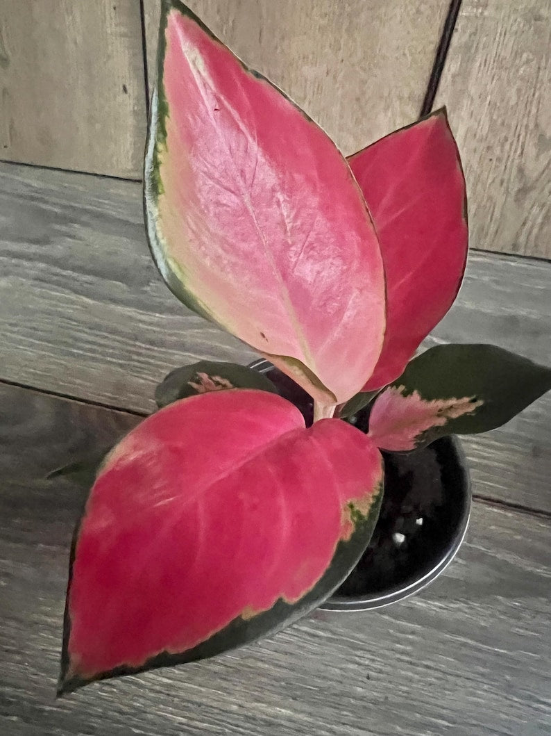 Aglaonema China Red Plant in 4" Pot - Vibrant Indoor Houseplant with Colorful Foliage - Aglaonema 'China Red'