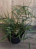 Philodendron Tortum Plant in 4" Pot | Rare Indoor/Outdoor Houseplant | Tropical Climbing Variety | Philodendron sp.