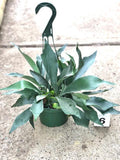 Staghorn Fern Plant - 6" Potted Live Plant - Platycerium - Indoor Houseplant
