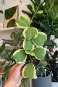Hoya Kerri Variegated Plant - 6" Pot - Heart-Shaped Leaves - Ideal for Vining - Hoya kerrii