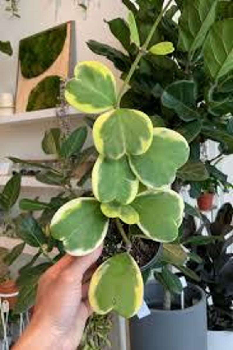 Hoya Kerri Variegated Plant - 6" Pot - Heart-Shaped Leaves - Ideal for Vining - Hoya kerrii