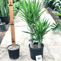 Yucca Plant - 2 to 3 Feet - Multiple Trunks - Yucca Elephantipes - Indoor Houseplant - 3 Gallon Pot