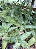 Organic Soap Aloe Plant 2.5-inch Pot Aloe Maculata | Hardy Succulent with Spotted Leaves | Low-Maintenance Indoor/Outdoor Plant