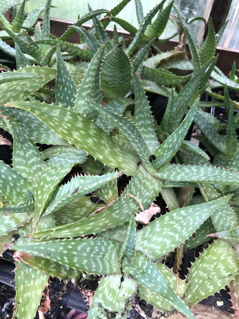 Organic Soap Aloe Plant 2.5-inch Pot Aloe Maculata | Hardy Succulent with Spotted Leaves | Low-Maintenance Indoor/Outdoor Plant