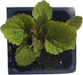 Organic Anise Hyssop Plant 2.5-inch Pot Lavender Mint Edible Tea Herb Agastache foeniculum - Perennial Herb of the Year 2019
