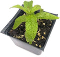 Organic Boneset Plant 2.5-inch Pot - American Boneset (Eupatorium perfoliatum) - Native Herb for Pollinator Gardens