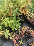 Organic Button Bush Live Perennial Plant 2.5 Inch Pot Cephalanthus occidentalis - Pollinator Friendly Native Shrub