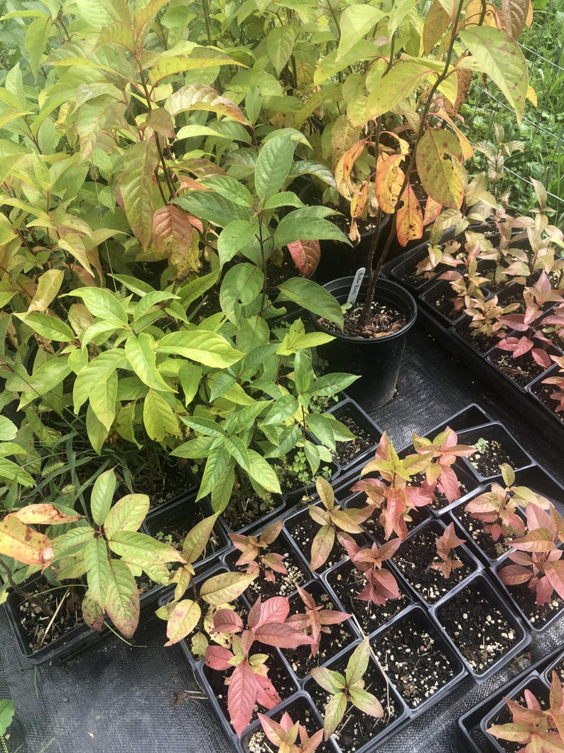 Organic Button Bush Live Perennial Plant 2.5 Inch Pot Cephalanthus occidentalis - Pollinator Friendly Native Shrub