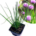 Organic Chives Plant 2.5-Inch Pot Allium schoenoprasum Edible Herb for Kitchen Garden