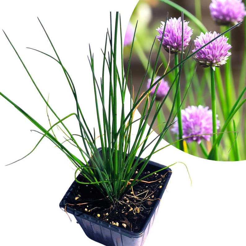 Organic Chives Plant 2.5-Inch Pot Allium schoenoprasum Edible Herb for Kitchen Garden