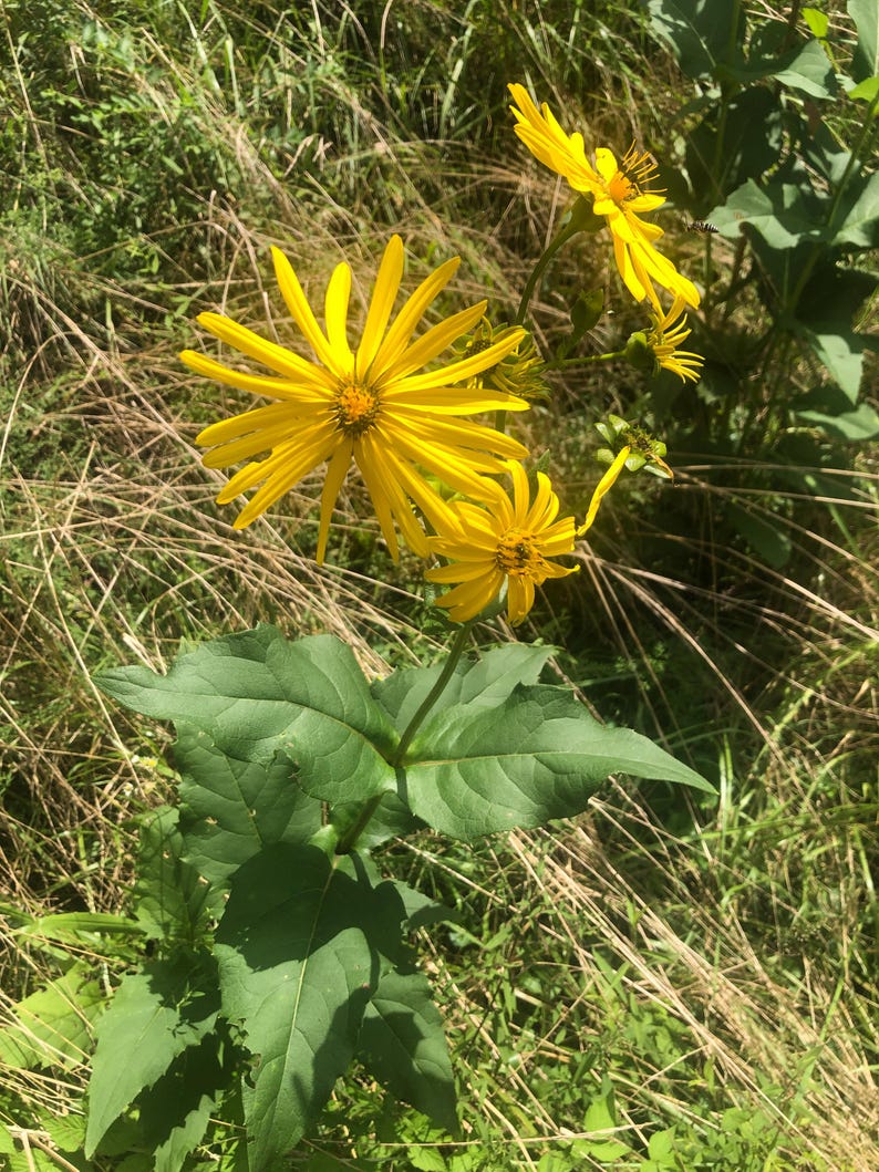 Organic Cup Plant 2.5-inch Pot Silphium perfoliatum North American Native Herbaceous Perennial with Yellow Blooms