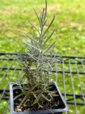 Organic Curry Plant in 2.5-inch Pot, Helichrysum italicum, Fragrant Herb, Italian Strawflower, Immortelle for Garden or Home