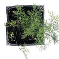 Organic Dill Plant 2.5 Inch Pot Culinary Herb Anethum graveolens - Fresh Flavor for Gardens, Patios, and Windowsills