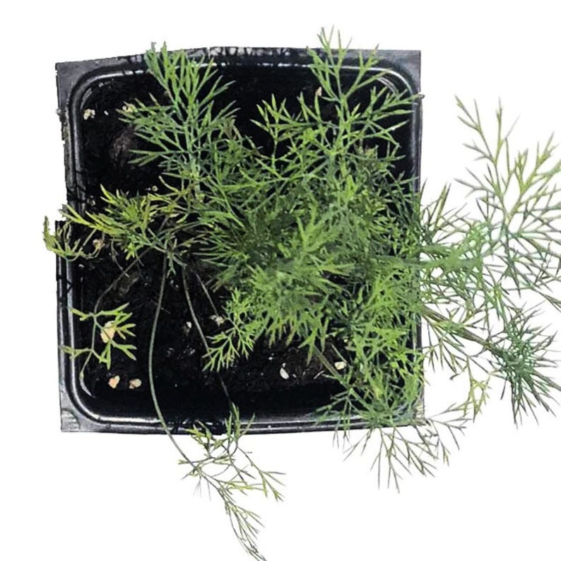 Organic Dill Plant 2.5 Inch Pot Culinary Herb Anethum graveolens - Fresh Flavor for Gardens, Patios, and Windowsills