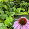 Purple Coneflower Plant 2.5-inch Organic Echinacea purpurea Native Wildflower by Smoke Camp Crafts
