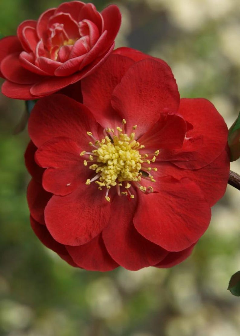 Double Take Scarlet Flowering Quince - 3 Gallon Pot - Bright Scarlet Flowers - Chaenomeles speciosa