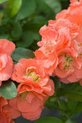 Double Take Peach Flowering Quince - 6" Pot - Thornless - Chaenomeles speciosa