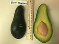 Grafted Winter Mex Avocado Tree - 3Gal Pot - Cold Hardy, Creamy Flesh - Persea americana