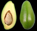 Grafted Avocado Tree - 2 Feet Tall - Doni Variety - Persea americana - Ships in 6" Pot