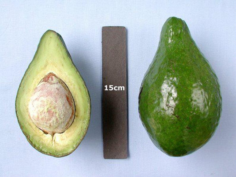 Lula Avocado Tree - Grafted - 6" Pot - Rich Creamy Flavor - Persea americana