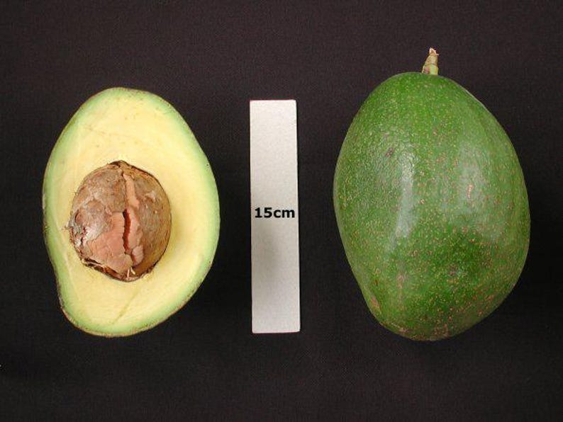 Grafted Choquette Avocado Tree in 3Gal Pot - 2 Feet Tall - Persea americana - Ideal for Home Gardens and Florida Climate