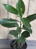 Cinnamon Tree in 6" Pot, Ceylon Cinnamon, Cinnamomum zeylanicum, Aromatic Spice Plant for Home Garden Decor