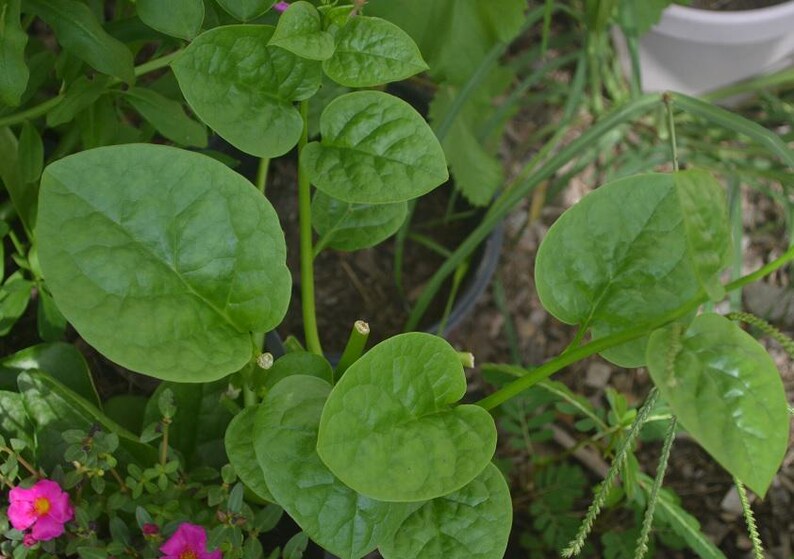 Organic Malabar Spinach Live Plant 8-12 Inch Vine in 4 Inch Pot - Bachali Pui Saag Green Leaf (Basella alba)