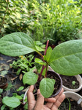 Purple Organic Malabar Spinach Live Plant 6-12 Inch in 4 Inch Pot - Easy to Grow Bachali/Pui Saag/Pui Purple Red Leaf