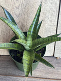 Sansevieria Gabriella Hybrid Plant in 4" Pot | Compact Snake Plant | Indoor Air Purifying | Sansevieria Hybrid