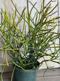 Pencil Cactus 6" Pot - Euphorbia tirucalli - Succulent Plant for Bright Indoor Sunlight - Unique Stem Variety