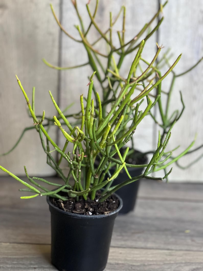 Pencil Cactus Plant in 4" Pot - Euphorbia tirucalli - Succulent, Indoor Houseplant, Low Maintenance, Drought Tolerant