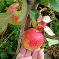 Anna Apple Tree - 3 Gal Pot - Low Chill Variety - Malus domestica - Ideal for Mild Climates - Self-Fruitful - Sweet Apples