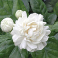 Grand Duke Jasmine Plant in Half Gallon Pot - Jasminum sambac 'Grand Duke of Tuscany' - 8-16 Inch Evergreen Shrub