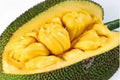 Golden Nugget Jackfruit Tree - 1 Year Old - Dwarf Variety (Artocarpus heterophyllus) in Half Gallon Pot