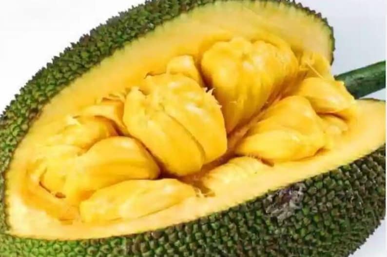 Golden Nugget Jackfruit Tree - 1 Year Old - Dwarf Variety (Artocarpus heterophyllus) in Half Gallon Pot
