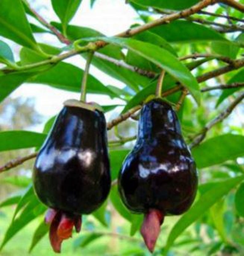 Organic Cherry of the Rio Grande Plant | Eugenia involucrata | 8-12 Inch | Half Gallon Pot | Easy Patio Gardening