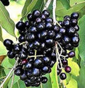 Black Java Plum Plant | 8-12 Inch | Syzygium cumini | Jamun, Black Plum, Malabar Plum | No Shipping to CA, AZ