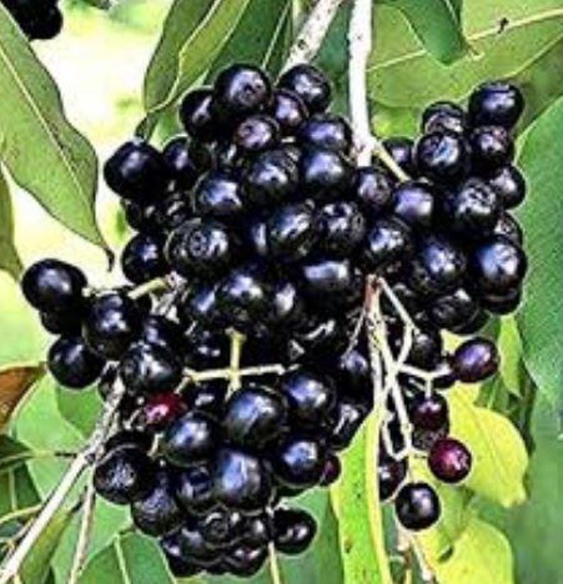 Black Java Plum Plant | 8-12 Inch | Syzygium cumini | Jamun, Black Plum, Malabar Plum | No Shipping to CA, AZ
